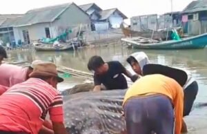 Hiu Macan Tutul Ditemukan Terdampar di Perairan Muara Gembong