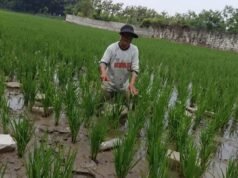 Diduga Cemari Sawah Warga, PT CSK “Abai”? Petani Rugi, Pemerintah Jangan Diam