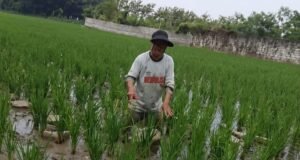 Diduga Cemari Sawah Warga, PT CSK “Abai”? Petani Rugi, Pemerintah Jangan Diam