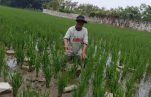 Diduga Cemari Sawah Warga, PT CSK “Abai”? Petani Rugi, Pemerintah Jangan Diam