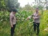 Dukung Ketahanan Pangan Nasional, Bhabinkamtibmas Polsek Rengasdengklok Monitoring 1 Hektare Jagung Hibrida