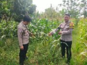 Dukung Ketahanan Pangan Nasional, Bhabinkamtibmas Polsek Rengasdengklok Monitoring 1 Hektare Jagung Hibrida