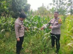 Dukung Ketahanan Pangan Nasional, Bhabinkamtibmas Polsek Rengasdengklok Monitoring 1 Hektare Jagung Hibrida