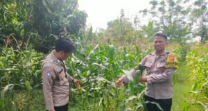 Dukung Ketahanan Pangan Nasional, Bhabinkamtibmas Polsek Rengasdengklok Monitoring 1 Hektare Jagung Hibrida