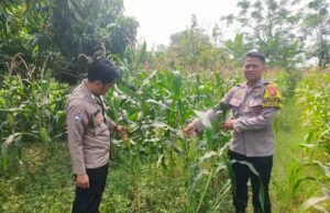 Dukung Ketahanan Pangan Nasional, Bhabinkamtibmas Polsek Rengasdengklok Monitoring 1 Hektare Jagung Hibrida