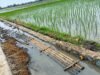 Diduga Luput dari Pengawasan, Proyek P3-TGAI Rp195 Juta di Sukawangi Disorot, Pekerjaan Diduga Tak Sesuai Spesifikasi