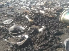 Pesisir Pantai Cemarajaya Diterjang Oil Spill, Siapa Sumbernya? DLH Karawang Masih Menunggu Hasil LAB