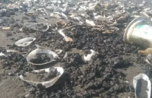 Pesisir Pantai Cemarajaya Diterjang Oil Spill, Siapa Sumbernya? DLH Karawang Masih Menunggu Hasil LAB