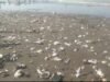 DPRD Karawang Desak Pemkab Usut Sumber Dugaan Oil Spill di Cemarajaya