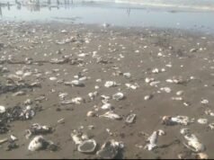 DPRD Karawang Desak Pemkab Usut Sumber Dugaan Oil Spill di Cemarajaya