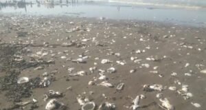 DPRD Karawang Desak Pemkab Usut Sumber Dugaan Oil Spill di Cemarajaya