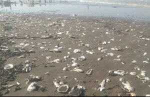 DPRD Karawang Desak Pemkab Usut Sumber Dugaan Oil Spill di Cemarajaya