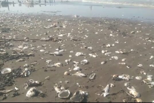 DPRD Karawang Desak Pemkab Usut Sumber Dugaan Oil Spill di Cemarajaya